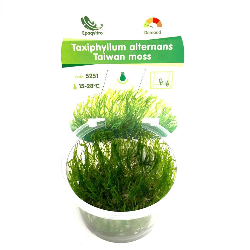 Taiwan moss in cup